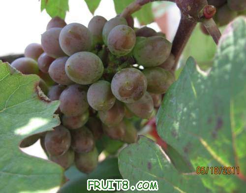 20110518-ƭ�Ӻ�������������.jpg