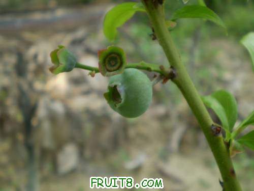 ����ֻ��һ�����