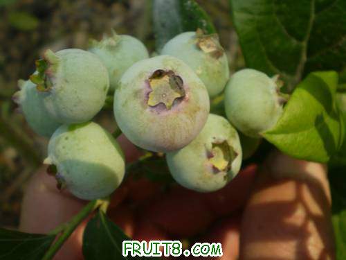 ��������ʵ�ܴ�