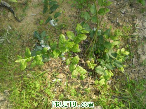 ������Ҷ�Ӻ��������  ���Ǹо�Ӧ�ò�ͬ