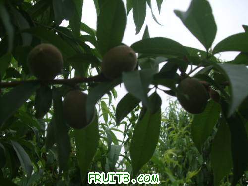521֮״ 002.jpg