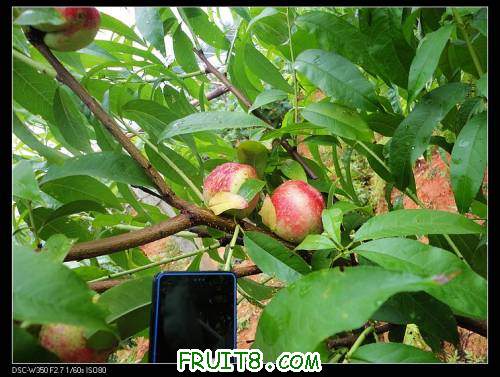nEO_IMG_DSC00434.jpg