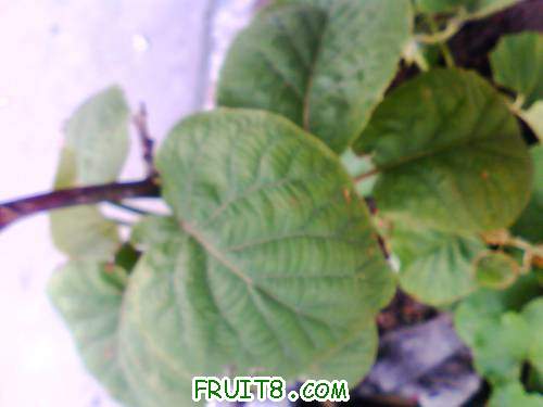 IMG0511A.jpg
