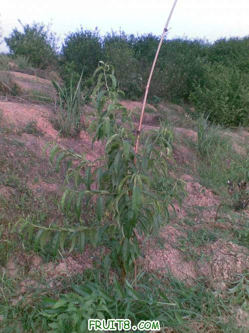 ��ת 20110601(006).jpg