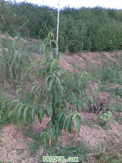 ��ת 20110601(005).jpg