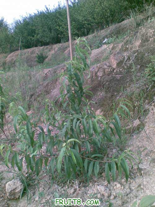 ��ת 20110601(002).jpg