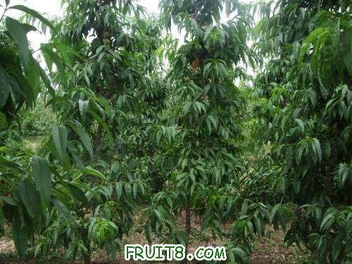 6�·���������԰ 003.jpg