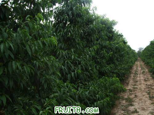 6�·���������԰ 001.jpg