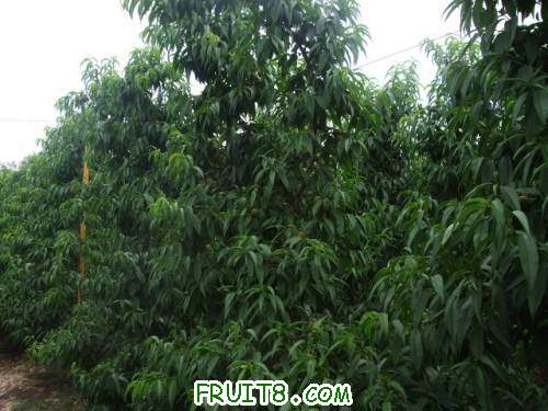 6�·���������԰ 002.jpg