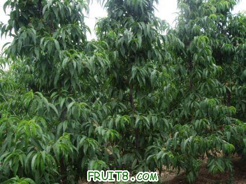 6�·���������԰ 005.jpg