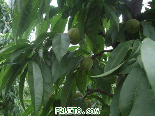 6�·���������԰ 006.jpg