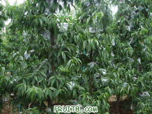 6�·���������԰ 008.jpg