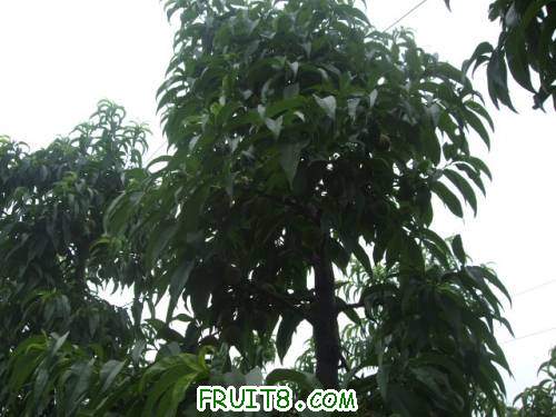 6�·���������԰ 007.jpg