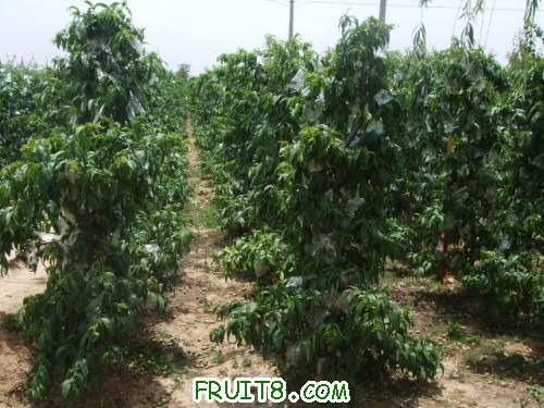 6�·���������԰ 010.jpg