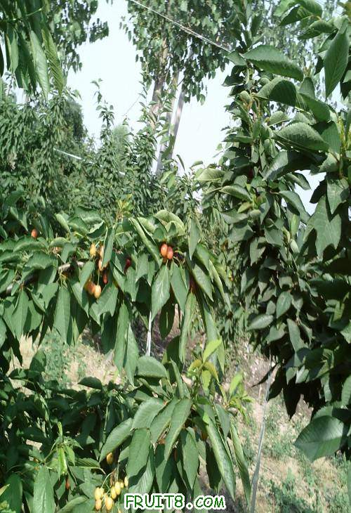 SUNP0052(1).JPG