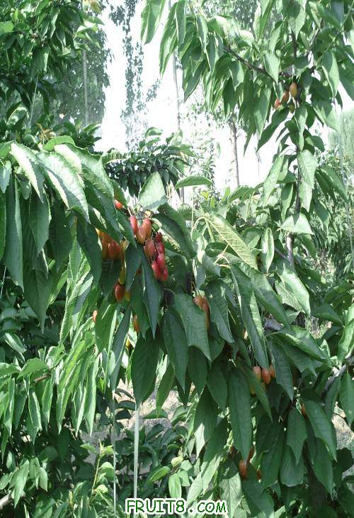 SUNP0051(1).JPG