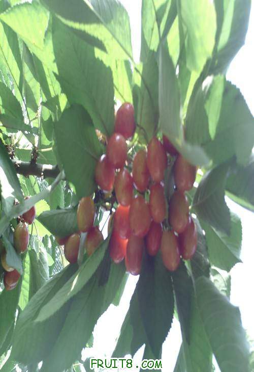 SUNP0057(1).JPG
