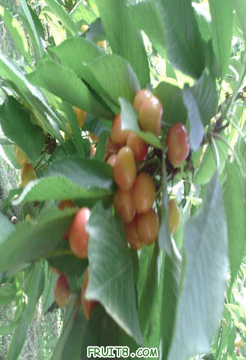 SUNP0056(1).JPG
