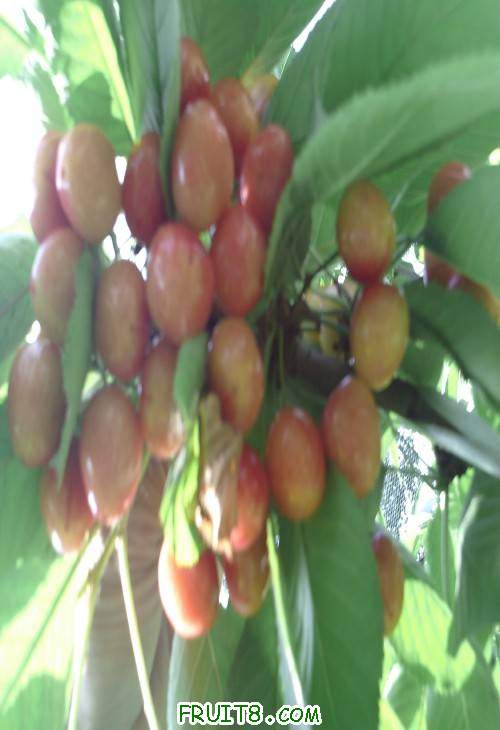 SUNP0055(1).JPG
