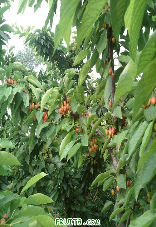 SUNP0060(1).JPG