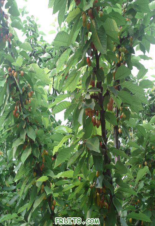 SUNP0064(1).JPG