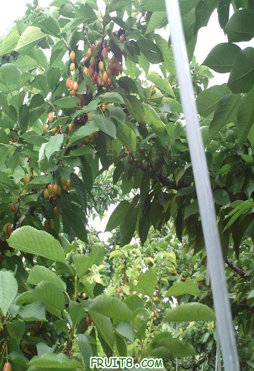 SUNP0068(1).JPG