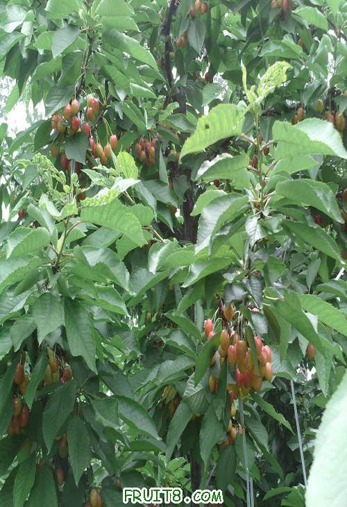 SUNP0072(1).JPG
