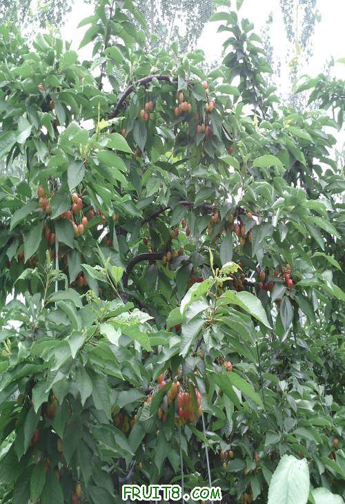 SUNP0071(1).JPG
