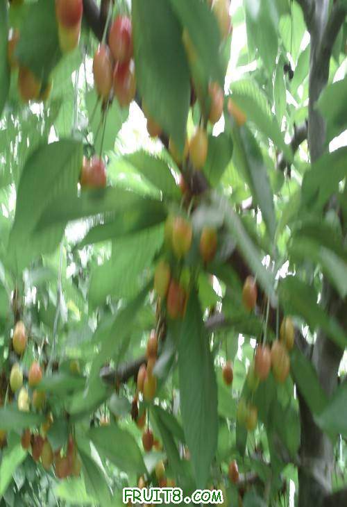 SUNP0077(1).JPG