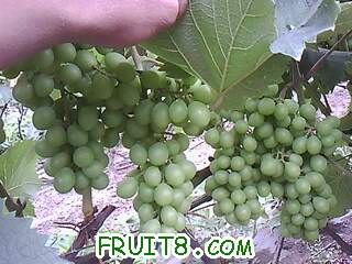 IMG0033A.jpg