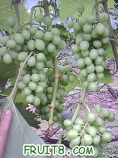 IMG0039A.jpg