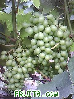 IMG0034A.jpg