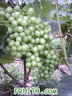 IMG0035A.jpg