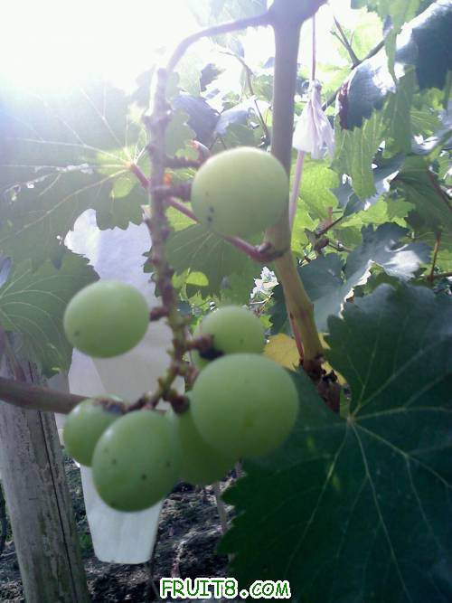 20110604093237.jpg