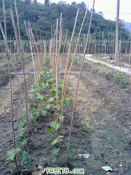 20110604094318.jpg