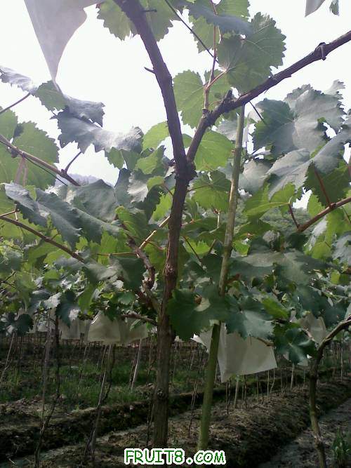 20110604093153.jpg