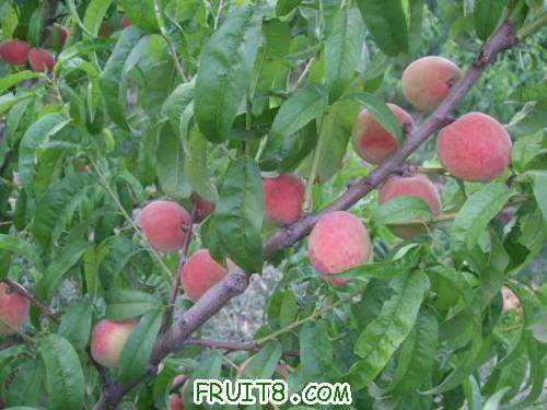 2011��6��5�ռ������� 001.jpg