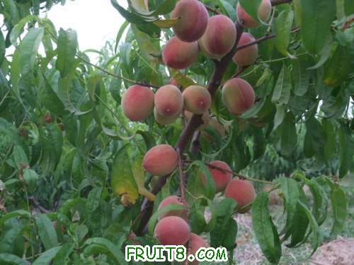 2011��6��5�ռ������� 002.jpg