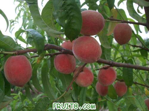 2011��6��5�ռ������� 003.jpg