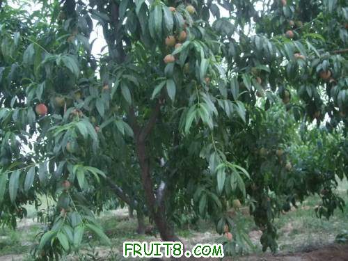 2011��6��5�ռ������� 007.jpg