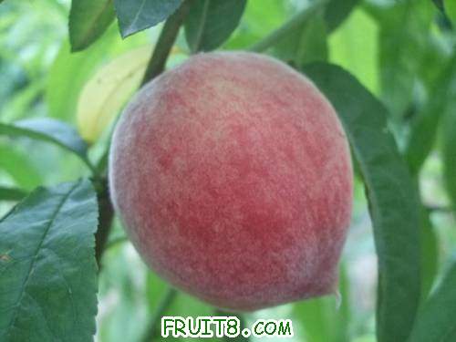 2011��6��5�ռ������� 008.jpg