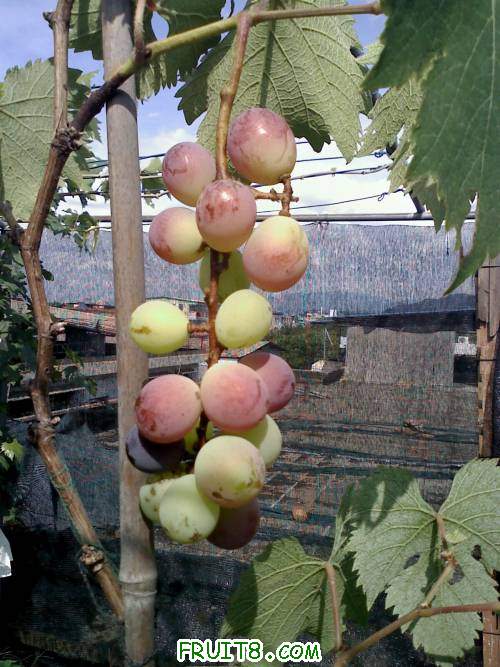 20110605154309.jpg