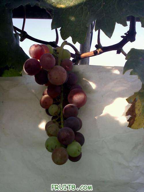 20110606070019.jpg