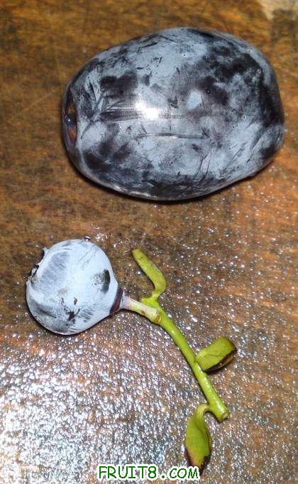 Ǻڼ