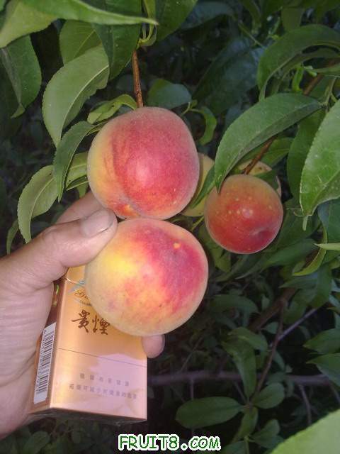 20110609458.jpg