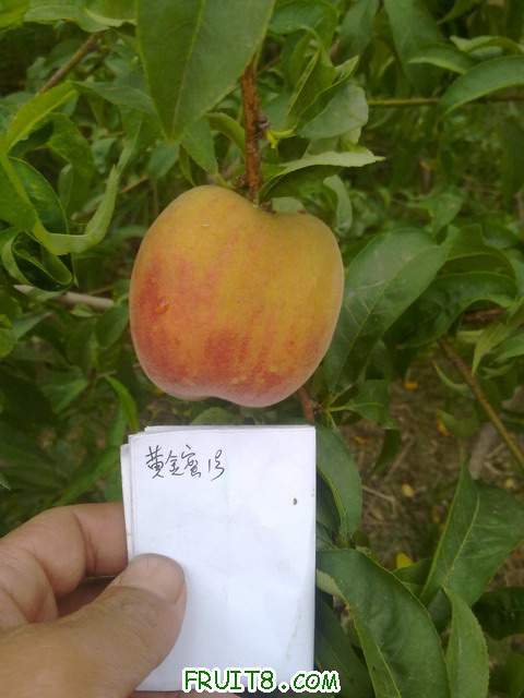 20110609446.jpg