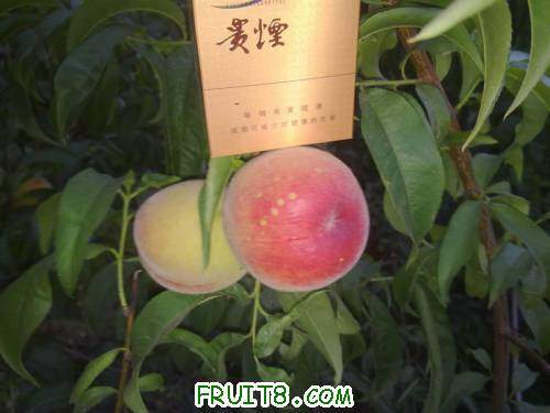 20110609454.jpg