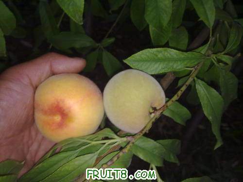 20110609471.jpg