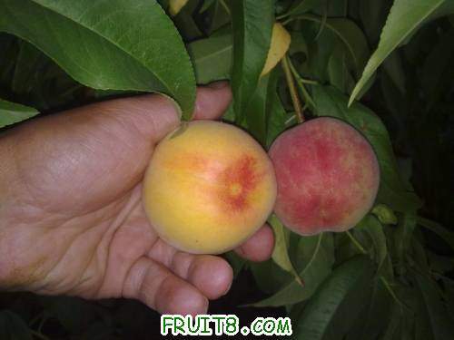 20110609472.jpg