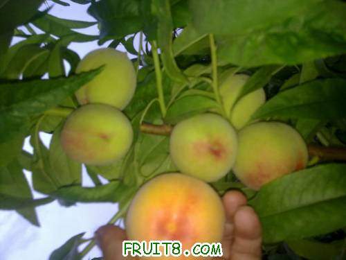 20110609474.jpg